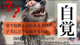 野生の血が強い犬は産まれたての子犬にどう反応するのか