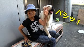 興奮中の犬を軽くあしらうばあちゃんが凄い。※おまけDIYで犬小屋に電気工事を施してみた！　GoldenRetriever