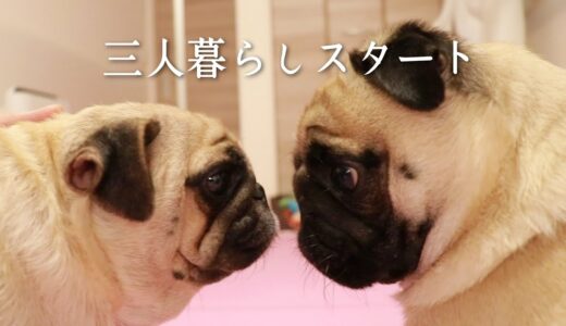 【お迎え】繁殖引退犬のお母さんと急に一緒に暮らすことになったパグの反応がこちら