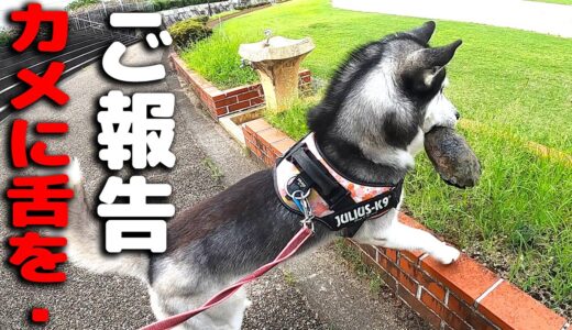 事件が起きました！カメに舌を・・・ハスキー犬と保護犬トイプードル