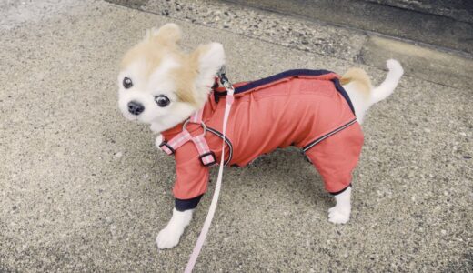 結構頑固な所も愛おしい老犬チョッピさん