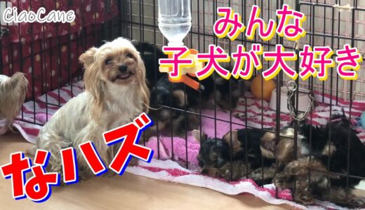 それぞれの子犬との関わり方【ヨークシャーテリア専門犬舎チャオカーネ】