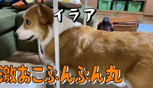 いくら愛するお兄ちゃんでも許せない事があるコーギー犬