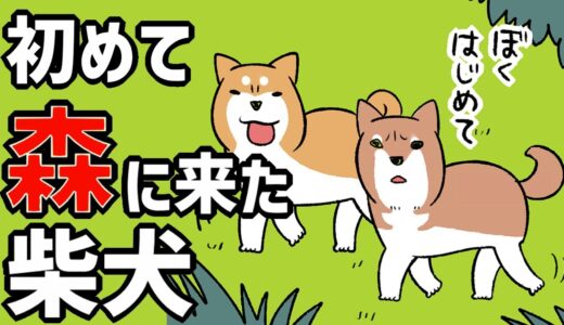 【犬まんが】はじめて森に来た柴犬の反応