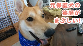 怖がりで笑わなかった元保護犬が、眩しい笑顔になるまでの物語。