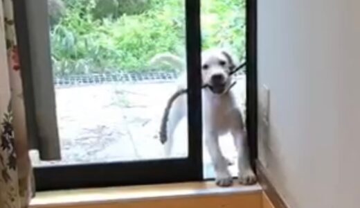 【犬回】お気に入りの木の棒を咥えているせいで入れないラブラドールのハルくん