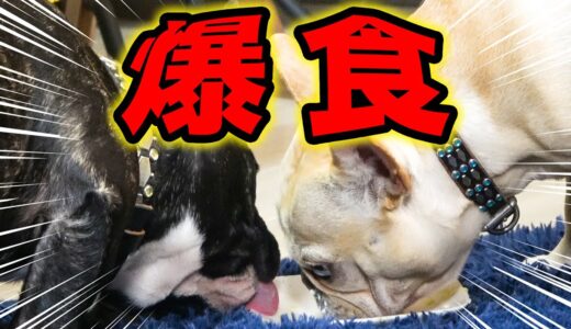 つよぽん特製犬用ケーキを振る舞った結果・・・クルミとレオン大興奮！？