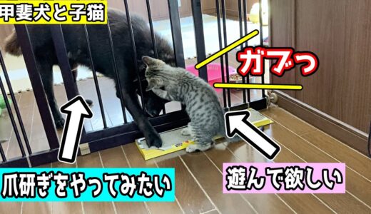 甲斐犬一休、どうしても爪研ぎをやってみたい【子猫と甲斐犬】