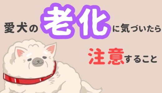 犬の老化は何歳から？愛犬の老化に気づいたら注意すること