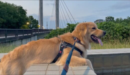 木場公園ドッグランで追い込まれる大型犬…！／スカイツリーをバックに遂に最終地点に到着！【東京散歩】おまけ番外編