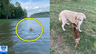 湖で溺れそうになっていた子鹿を救った犬。その翌日なんと！母鹿と子鹿が会いにやって来ました【感動】