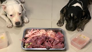 🐶🐶Pit Bulls eat RAW Food – Prey Model Role combo [ASMR] MUKBANG 犬が生の肉を食べる[咀嚼音] Dog VLOG