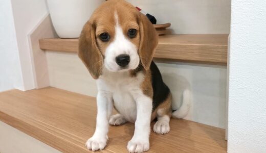 家にやって来た子犬がかわいすぎました【ビーグル犬】