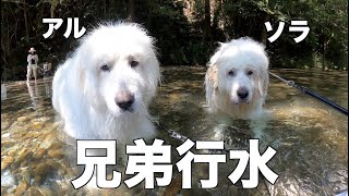 兄弟犬と川に行ったらまさかのジョイ家に遭遇しました