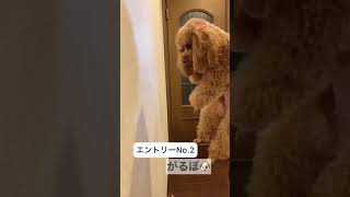 TikTokで流行ってる犬猫チャレンジ