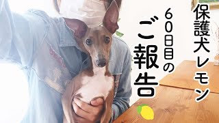 保護犬レモン、お見合い後のご報告です。【Day60】