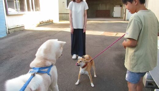 【秋田犬ゆうき】お兄ちゃん家の柴犬きなこちゃん♪が遊びに来てくれました【akita dog】