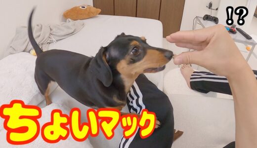 マック大好き犬が編み出した新しい芸「ちょいマック」が謎可愛いw