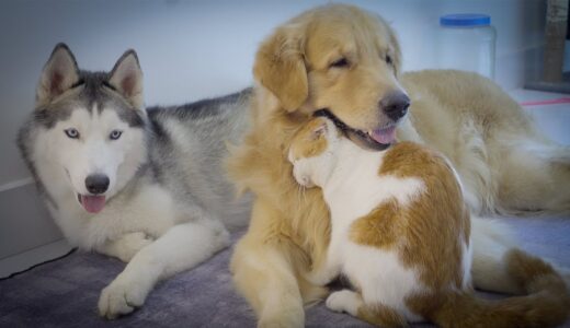 久しぶりにゴールデンレトリバー犬と再会できてカップルのような甘えた猫