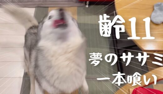 老犬の概念をぶっ壊すシベリアンハスキー