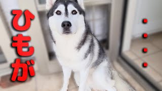 犬のお尻から出ていたヒモを引っ張ったら・・・　ハスキー犬と保護犬トイプードル