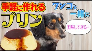 初めてプリンを食べたうちの犬のがっつき方が可愛すぎた！！