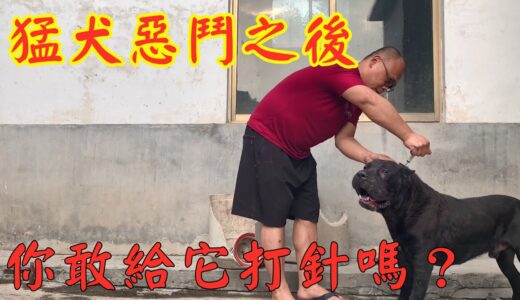 狂暴烈犬相争，凶猛残暴，主人强行打针，生人谁敢，真替他紧张啊