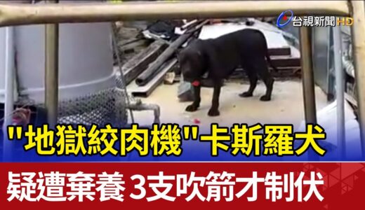 “地獄絞肉機”卡斯羅犬疑遭棄養 3支吹箭才制伏