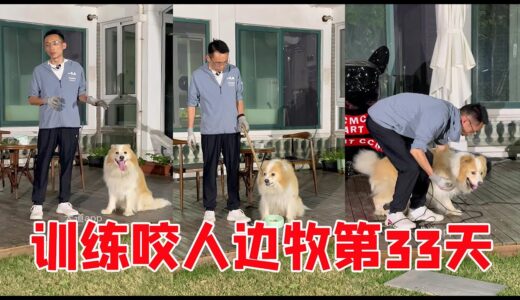 11丨咬人边牧训练第33天：对边牧的前来指令训练【犬道APP】