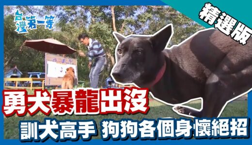 台灣第一等【截肢重生勇犬暴龍出沒 流浪狗秀才藝等待有緣人】台南 _精選版 #好家在我在家