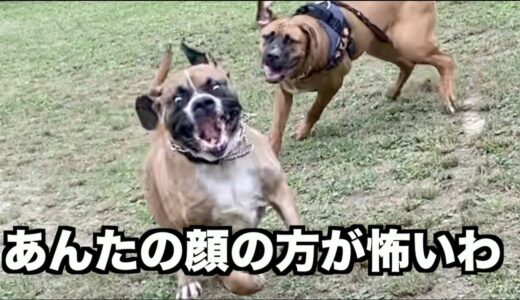 怖い大きな犬が追いかけてくる！