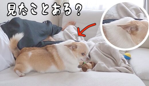 犬にトサカがあるって知ってました？