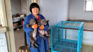 高溫天氣擔心狗狗中暑，把惡霸犬搬到了屋裡，兩窩小惡霸犬太萌了【劉哥在農村】