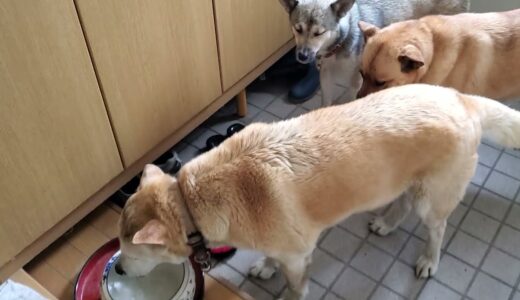 リーダー犬リオンが飲んだ後、一緒に水を飲むミメとシーバ😃🚰😃