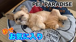 【犬 グッズ】ペットパラダイスのふわふわクッション チワワ×シーズー