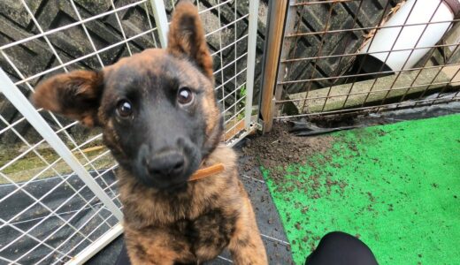 犬小屋に慣れた子犬のとある朝　Japanese kai dog