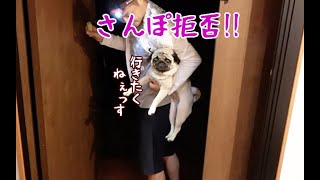 夜の散歩は全力で拒否するパグ犬ぷぅPug