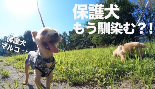 お散歩上手な保護犬。6日目で姉犬のベッドを攻略してしまう。【Day6】