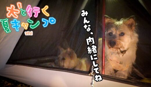 【犬とキャンプ】カメラだけが捕らえた、ひだり盗み食いの現場！