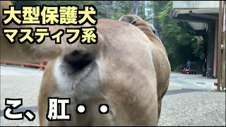 大型マスティフ系保護犬・今日のこーもん！【94 96日目】