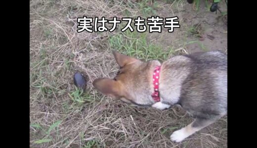 何にでも とりあえずビビる犬