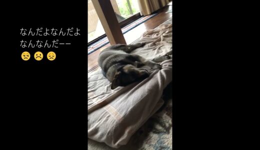 今日も散歩に行けないのか、、と すねまくってる犬