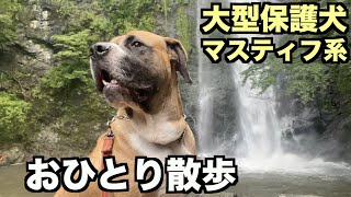 大型マスティフ系保護犬・ロイおひとり散歩【106 110日目】