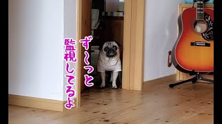 飼い主をひたすら監視し続ける愛犬が可愛すぎる パグ犬ぷぅPug