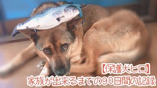 【保護犬&猫預かりvlog】保護犬ヒロに家族が出来るまでの９０日間の記録