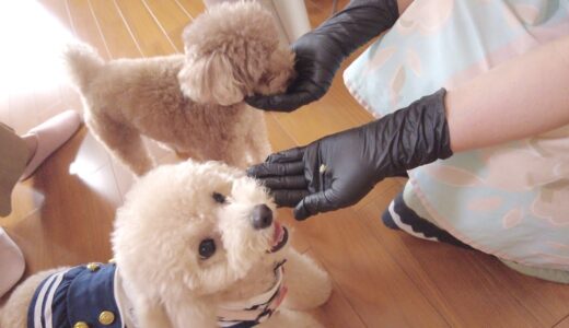 犬嫌いのバァバと子犬がついに初対面しました！【トイプードル】