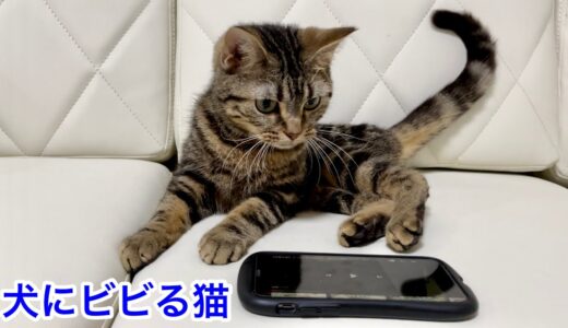 まったり中の猫にいきなり犬の鳴き声を聞かせてみた結果w