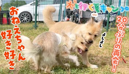 おかえりー！毎日一緒にいるのにお姉ちゃん犬が大好きすぎるひだり