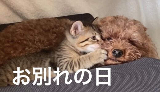 【73】幸せをくれた仔猫たちと保護猫シロ、犬と家族の１ヶ月半と旅立ち