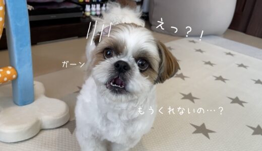 【シーズー】あれれ？すっかり大好きになってたwww【犬Vlog】